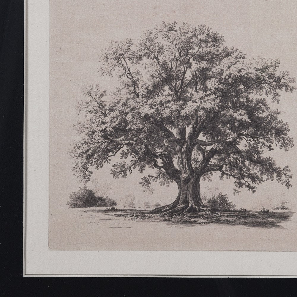 A framed monochrome artwork depicting a large tree with dense foliage, shown with a white mat and dark frame border.